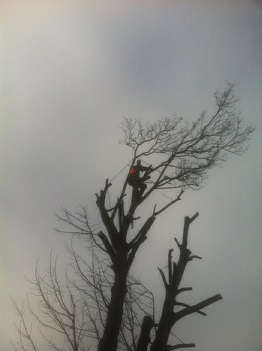 Tree Pruning