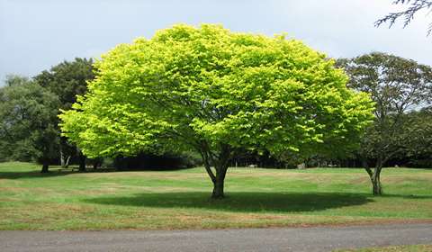 Tree Pruning